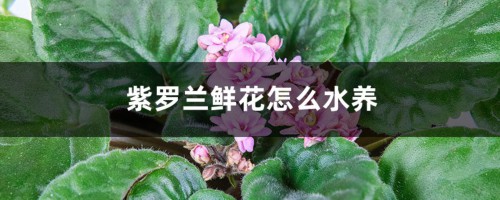 紫罗兰鲜花怎么水养