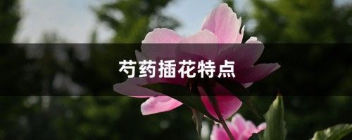 芍药插花特点