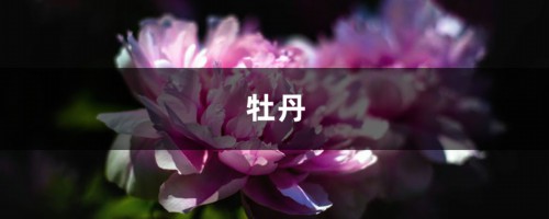 牡丹？芍药？这你都分不清，还怎么踏青赏花！