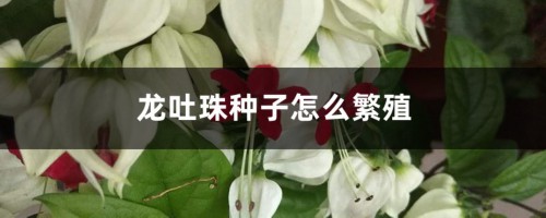 龙吐珠种子怎么繁殖