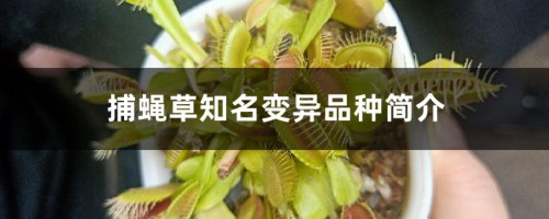 捕蝇草知名变异品种简介