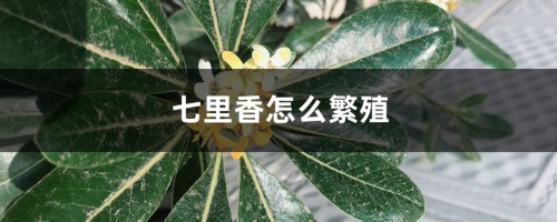 七里香怎么繁殖